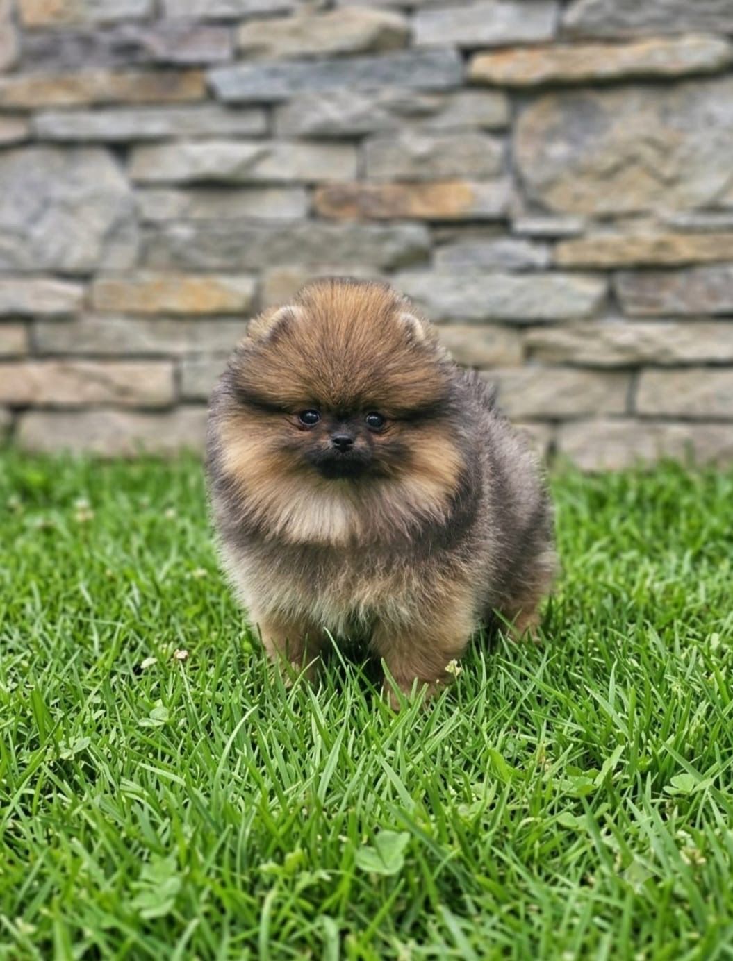 Poms Puppies for sale