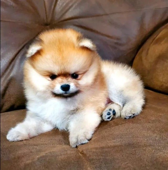 Poms Puppies for sale
