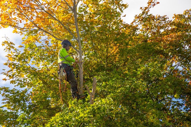 A man is cutting a tree with a chainsaw.