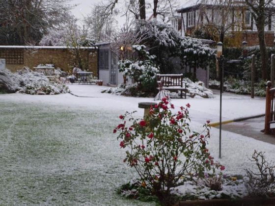 garden covered with snow