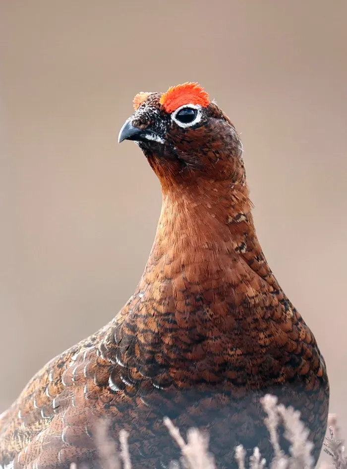 mk38 | Digital Marketing and Technical Support for the Gun Trade