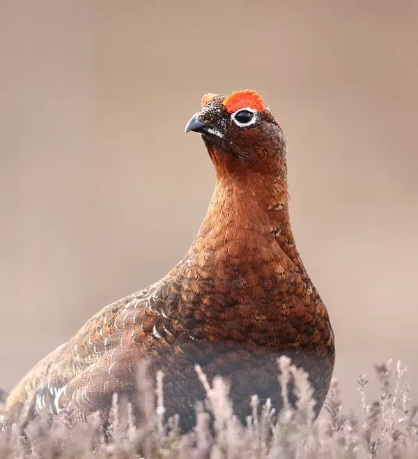 A curious looking Grouse exploring digital marketing for shooting sports and the gun trade.