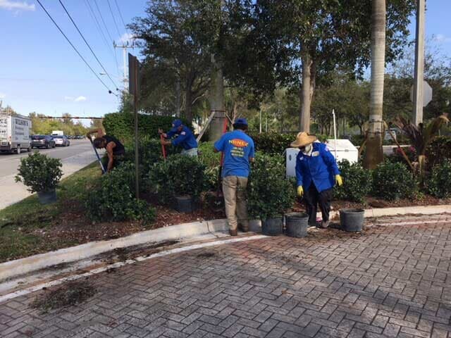 Tree Trimming — Workers Installing Landscape in Okeechobee, FL
