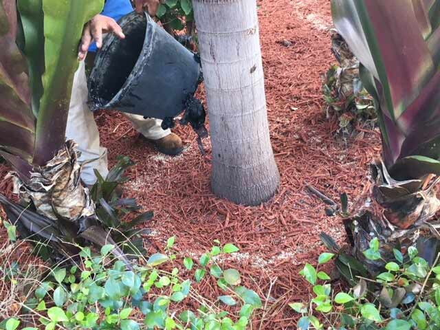 Shrub Pruning — Plantation Install in Okeechobee, FL