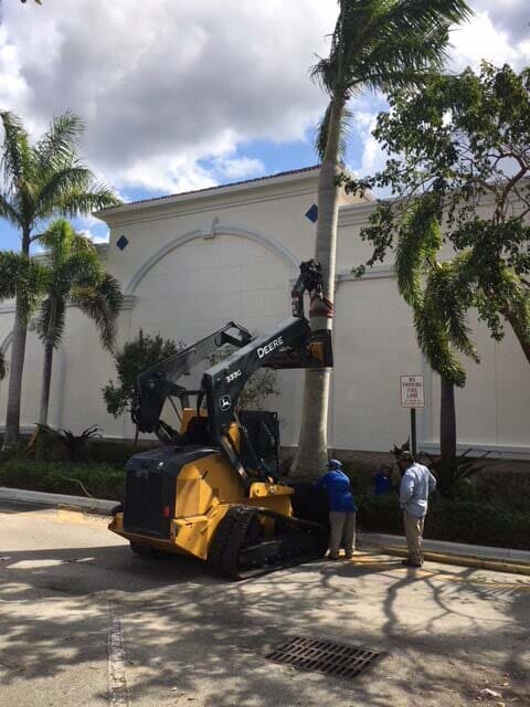 Tree Clearing — Forklift Cutting The Tree in Okeechobee, FL