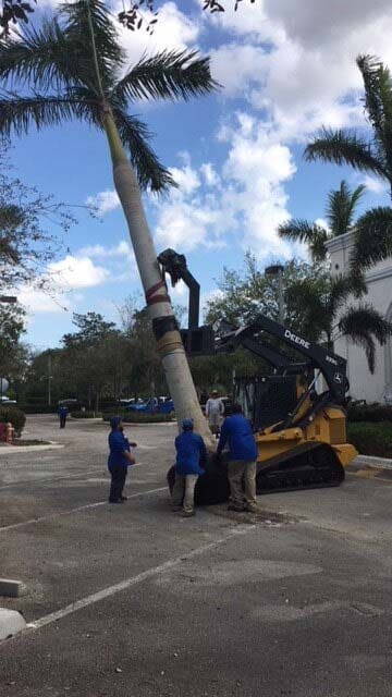 Lot Clearing — Workers and Forklift Cutting The Tree in Okeechobee, FL
