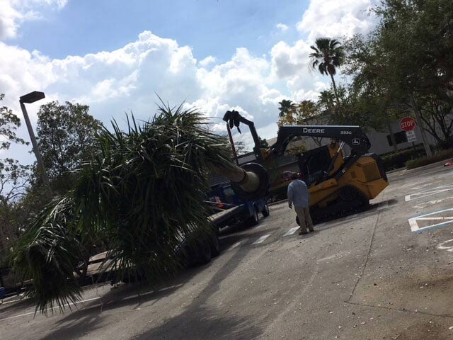 Cutting Tree — Big Yellow Forklift in Okeechobee, FL