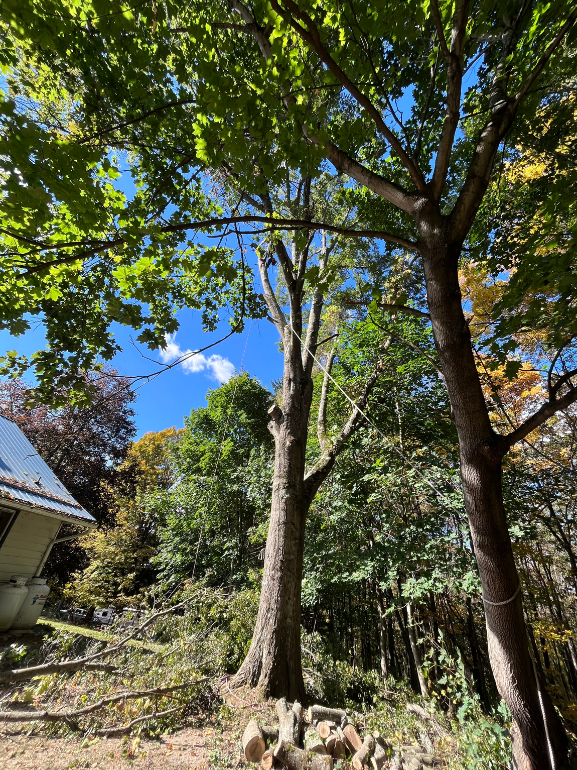 A house is surrounded by trees in a forest with a blue sky in the background.