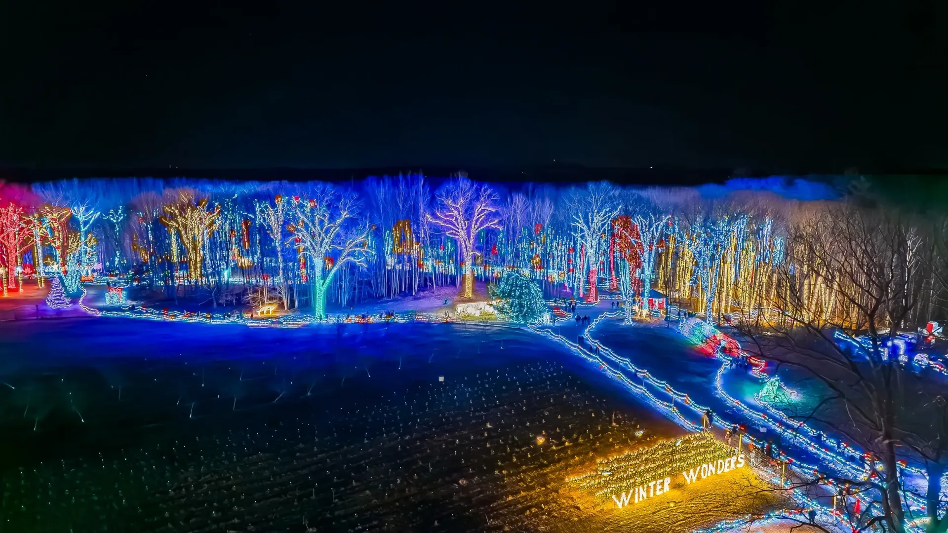 Night aerial view of trees illuminated with colorful Christmas lights.
