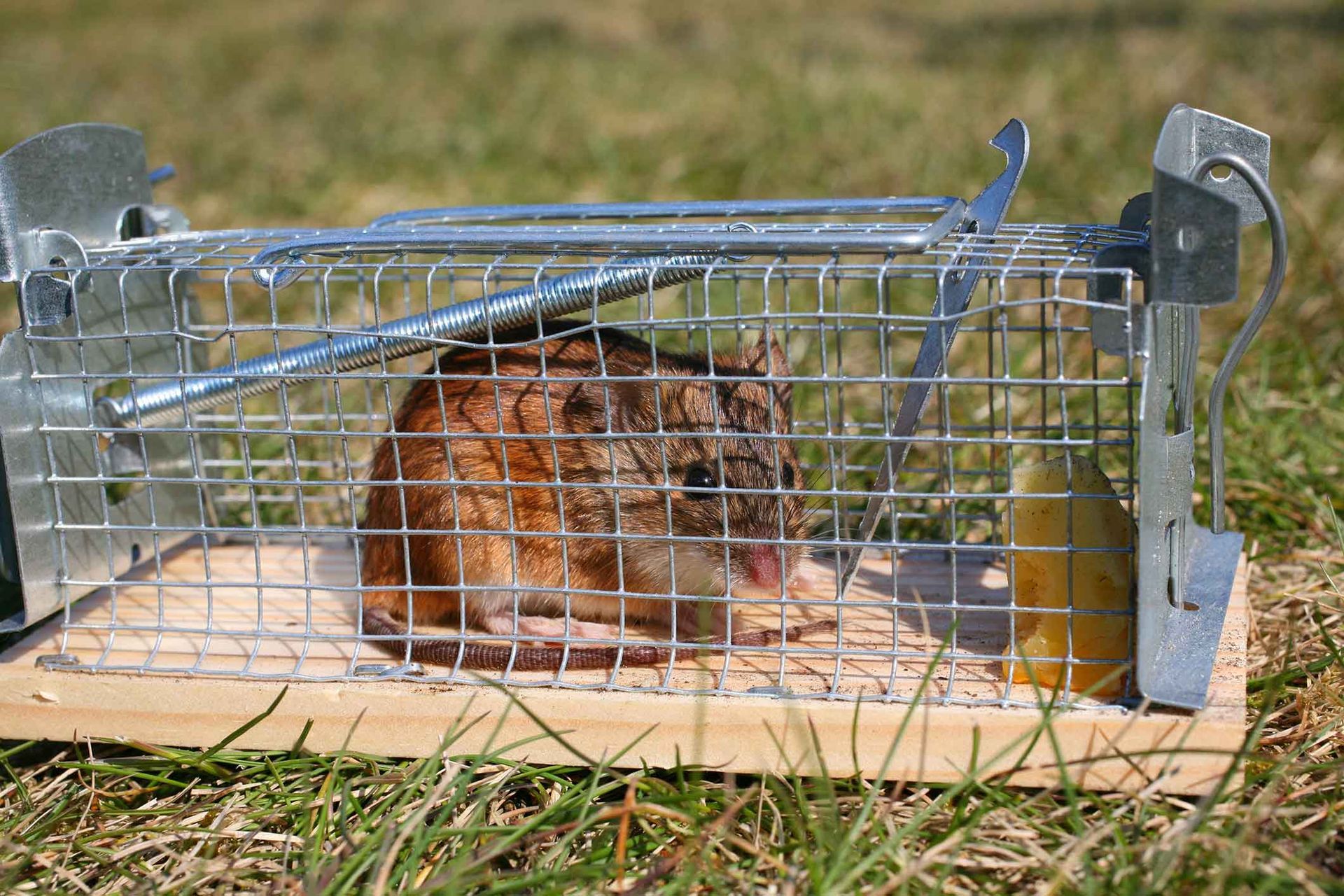 A mouse is sitting in a mousetrap on the grass.