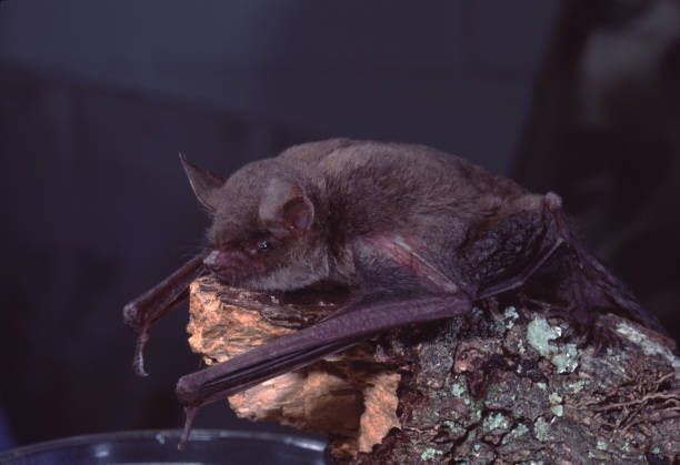 A bat is sitting on a piece of wood.