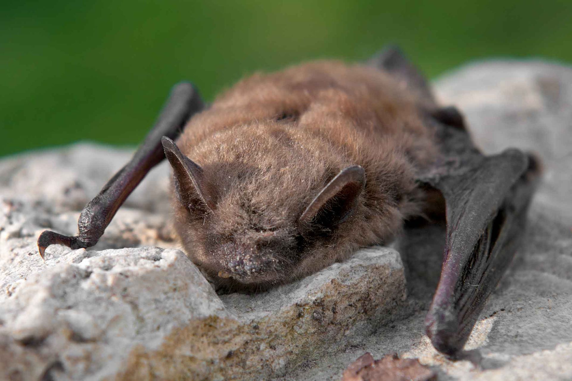 A bat is sleeping on a rock with its eyes closed.