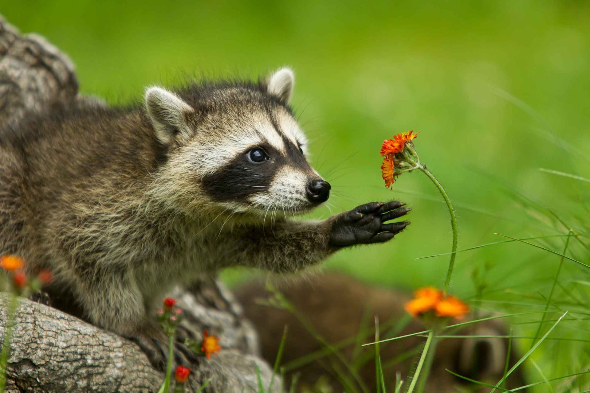 A raccoon is sniffing a flower in the grass.