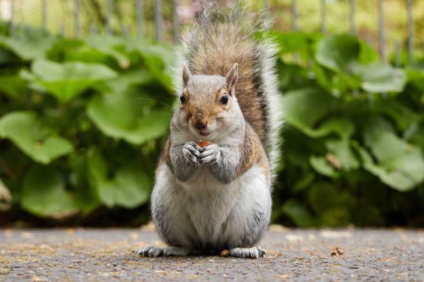 A squirrel is standing on the ground eating a nut.