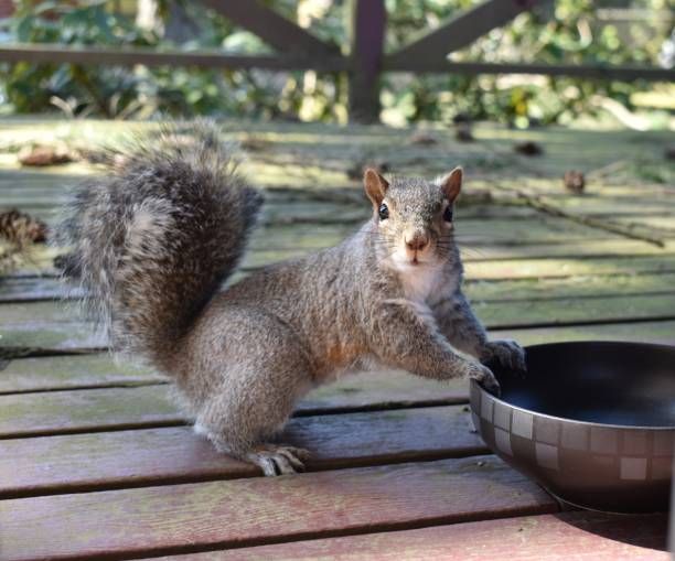 A squirrel is standing next to a bowl on a wooden table.