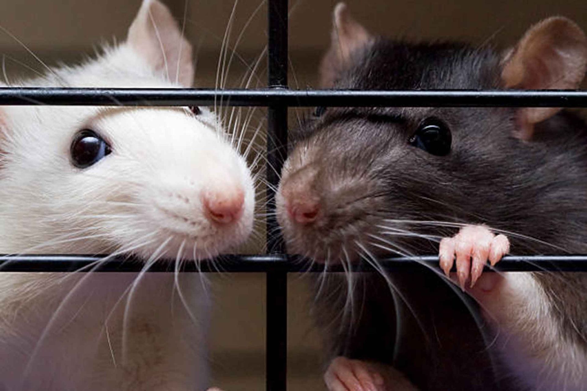 Two rats are looking out of a cage at each other.