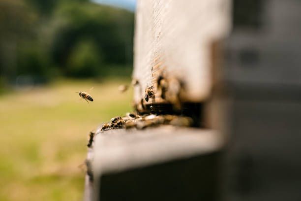 A close up of a beehive with bees flying around it.
