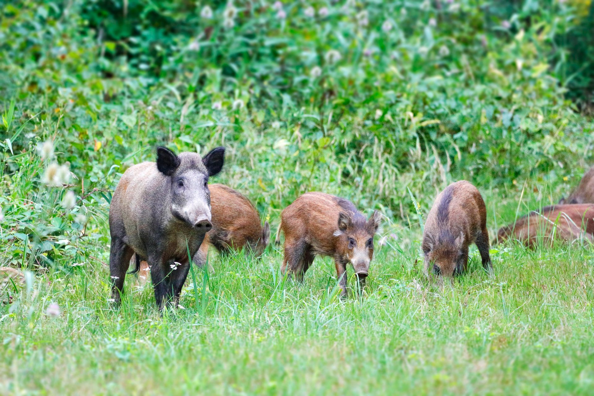 A bat is hanging upside down from a tree branch.
