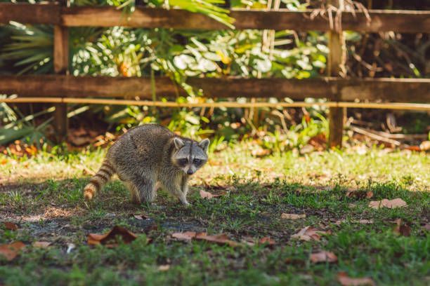 A raccoon is standing in the grass near a wooden fence.