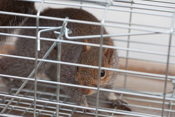 A squirrel is sitting in a metal cage.