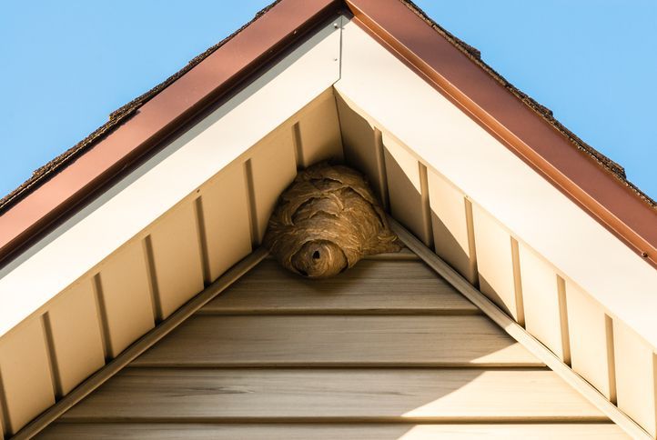 A wasp nest is sitting on the roof of a house