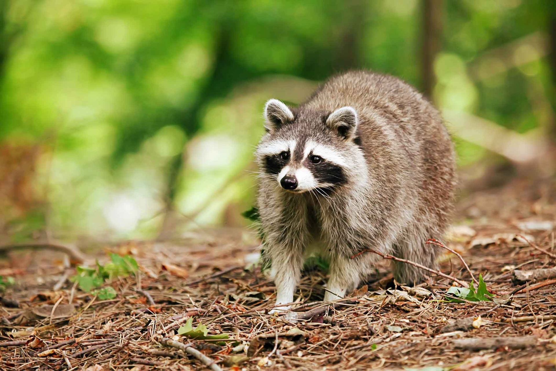 A raccoon is standing on the ground in the woods looking at the camera.