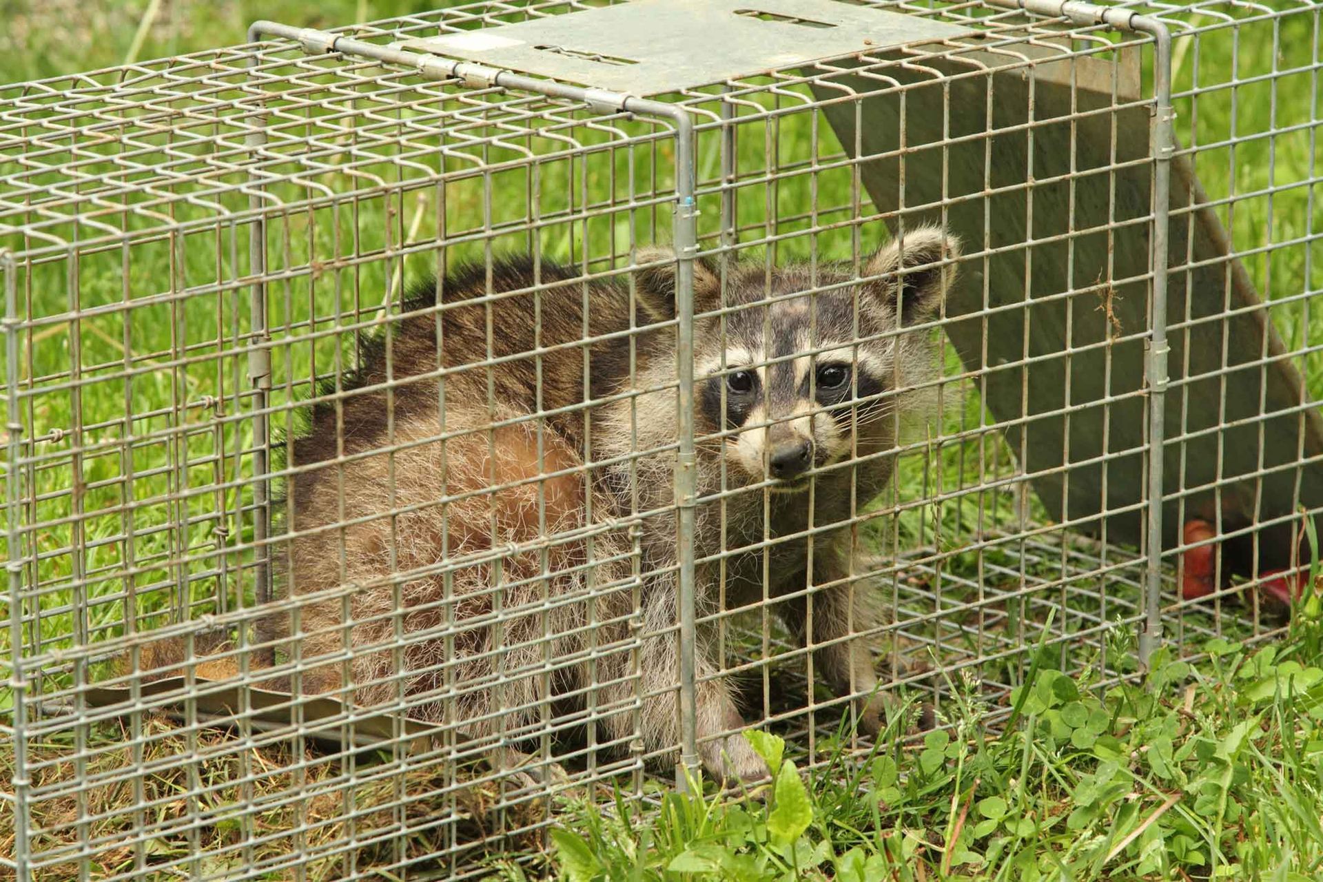 A raccoon is sitting in a cage in the grass.