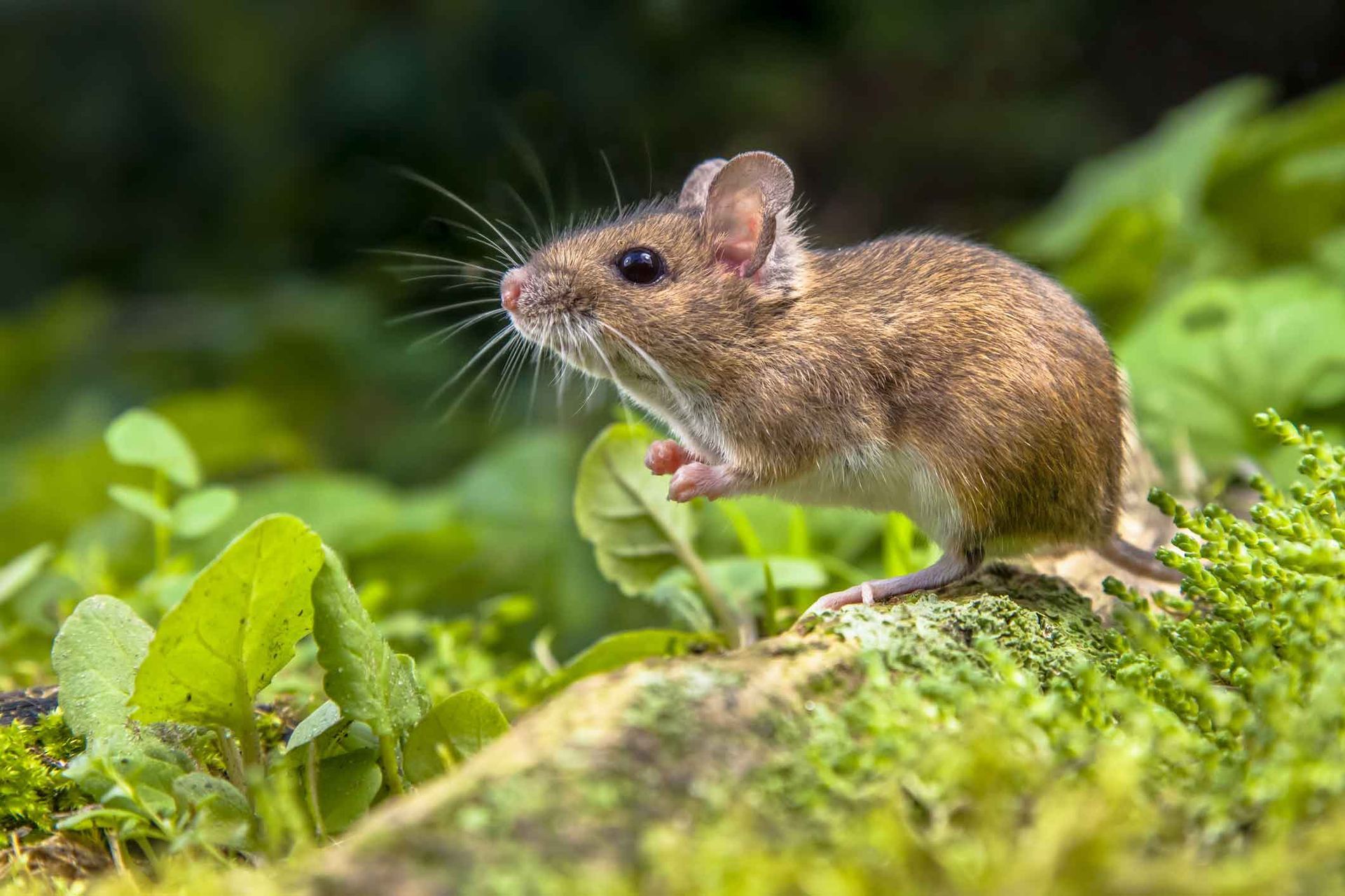 A mouse is standing on a rock in the grass.