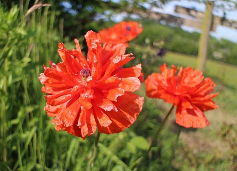 A close up of three red flowers in a field