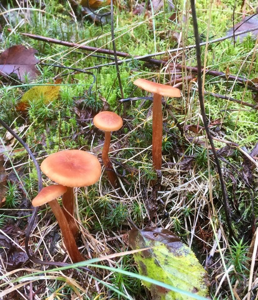 A group of mushrooms are growing in the grass.