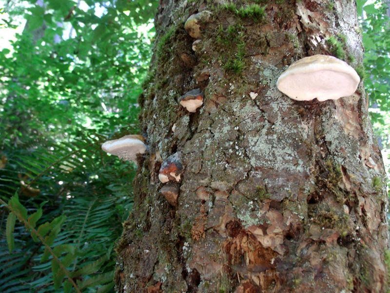 A tree with a lot of mushrooms growing on it
