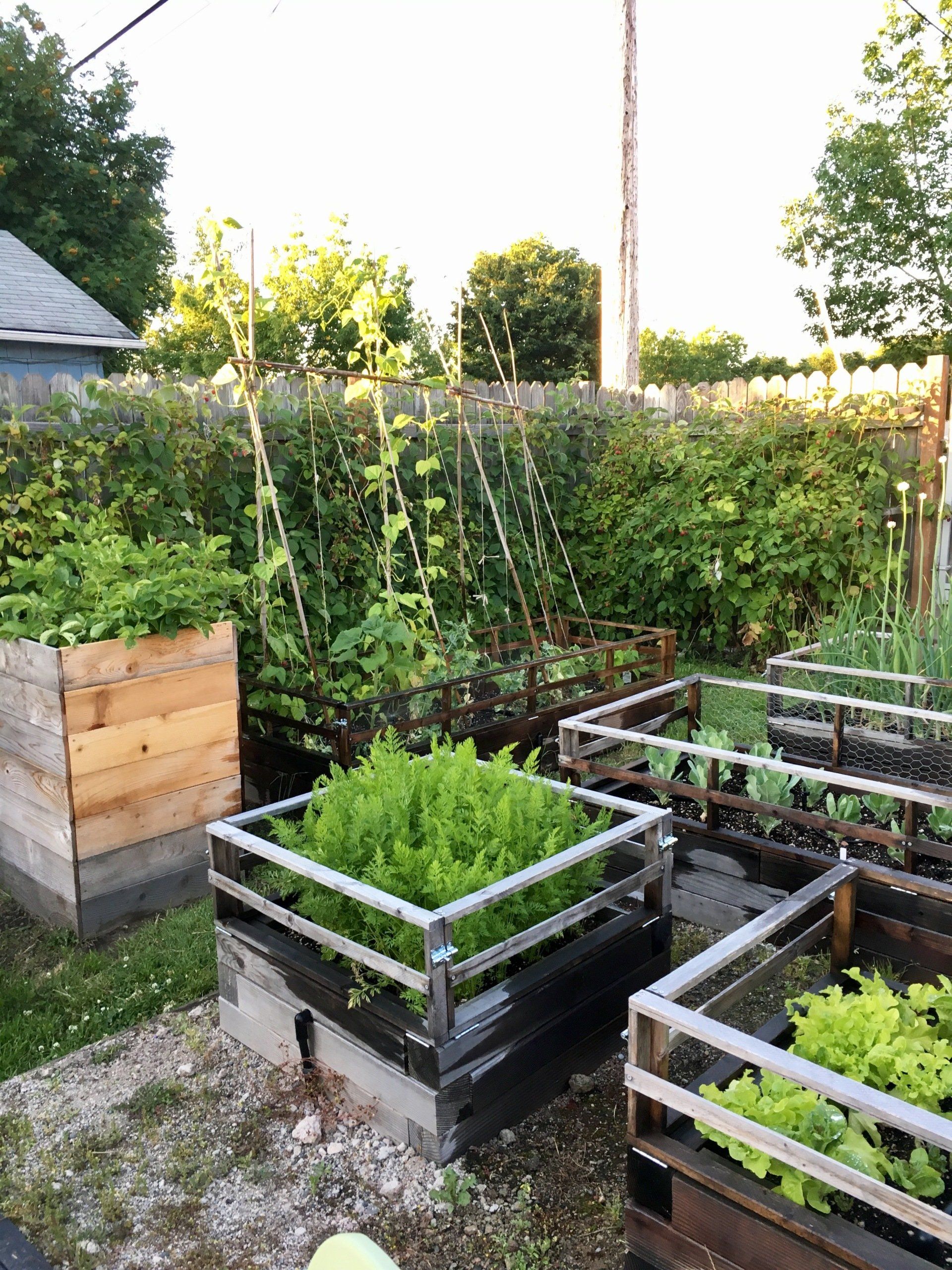 A garden with lots of plants growing in wooden boxes.