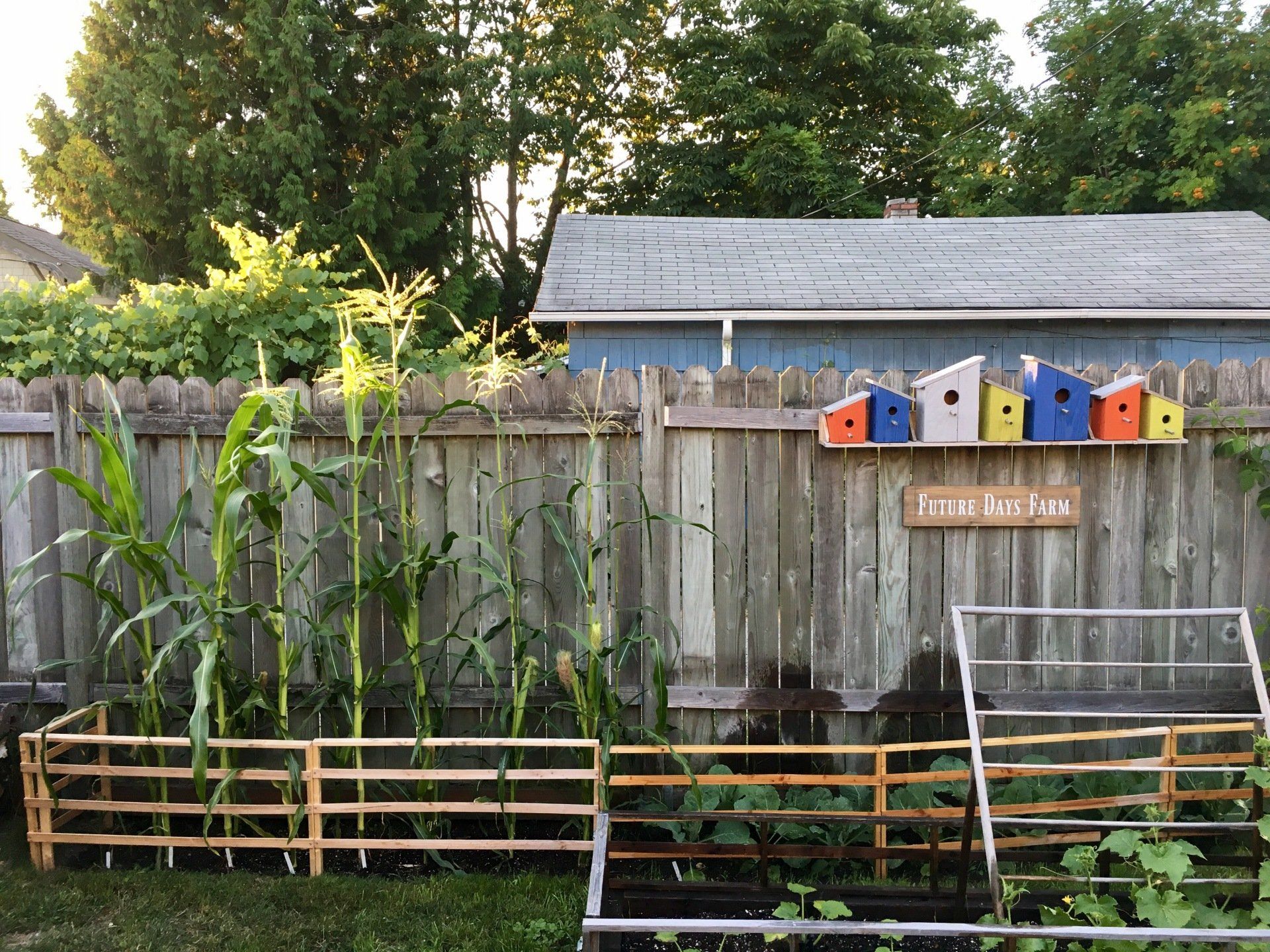 A wooden fence surrounds a garden with plants and a sign that says 