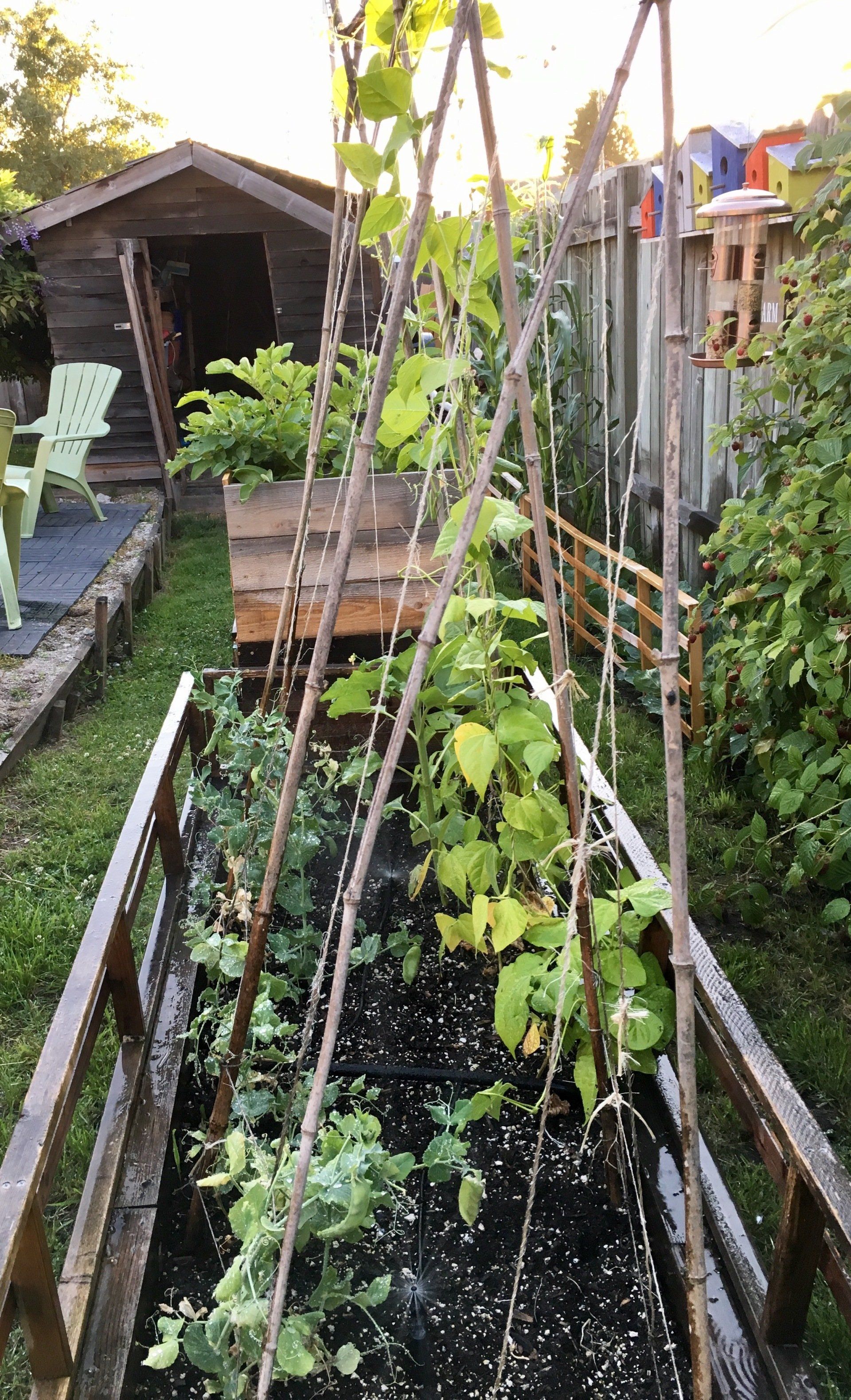 A garden with lots of plants growing in it and a shed in the background.
