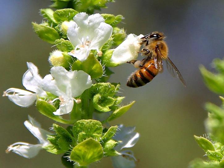 A close up of a bee on a flower