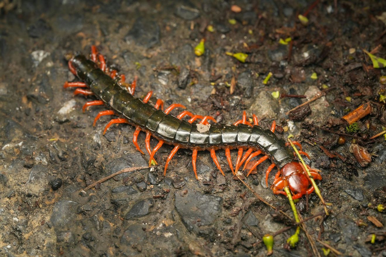 Centipede with red legs and dark body on a dark, textured surface.