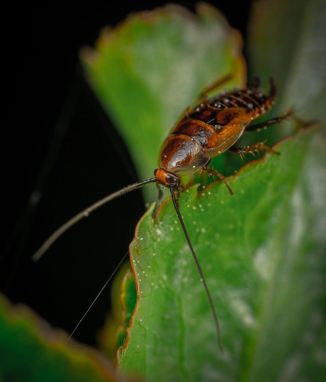 Cockroach on a green leaf with long antennae. Dark background.