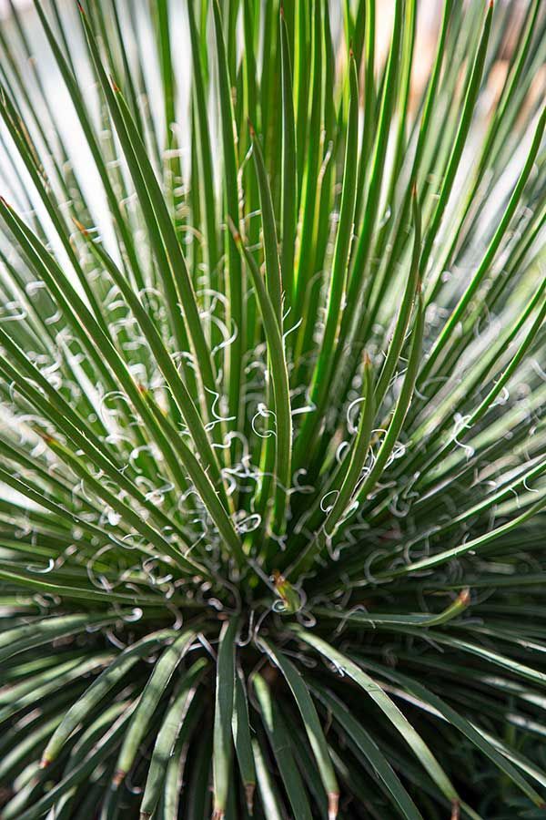Green spiky plant with long, thin leaves. White, curly fibers are on some leaves.