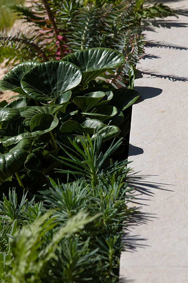 Green plants border a stone path. Large, round leaves and spiky green plants in sunlight.