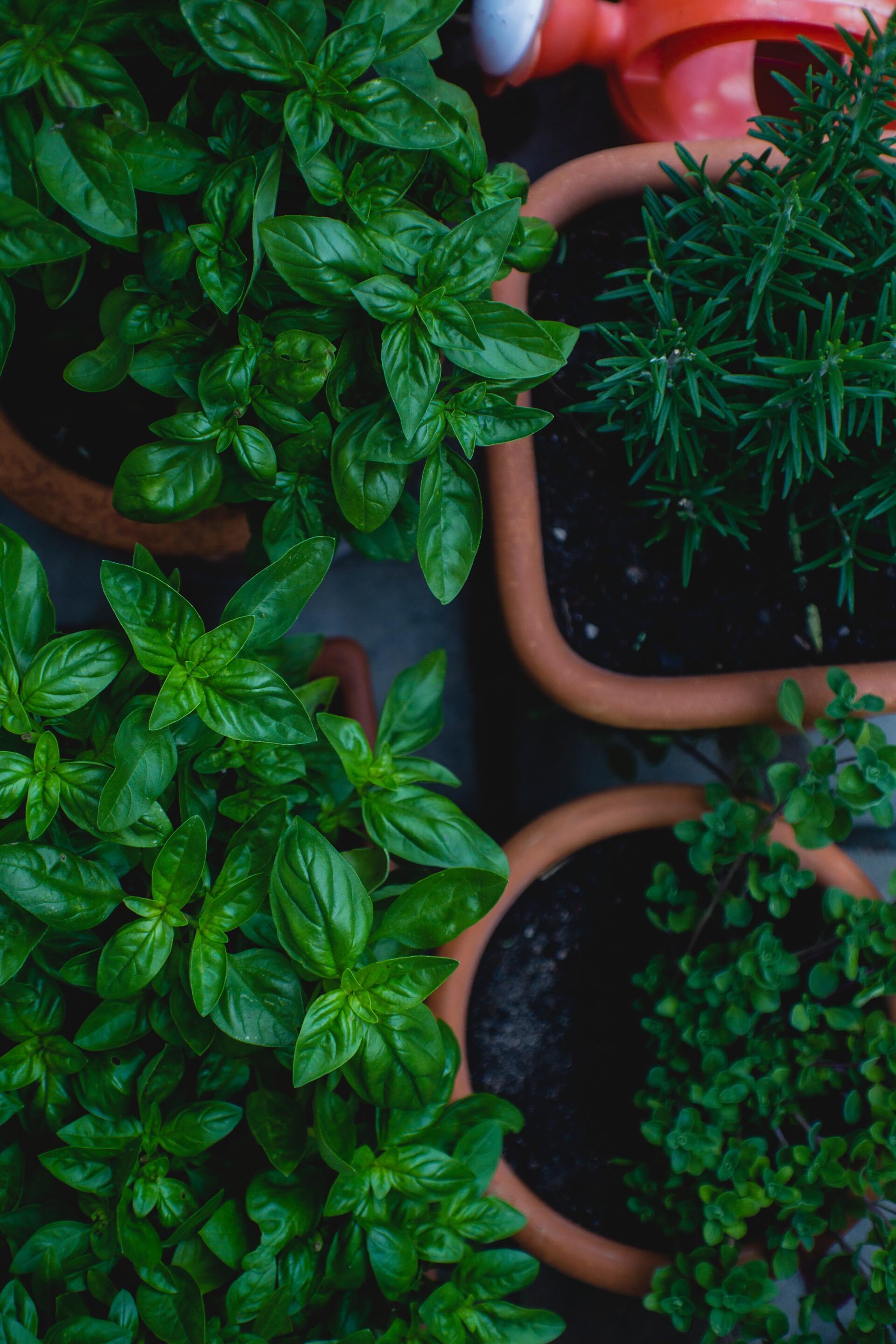 6 Herbs You Can Plant in Perth That Will Grow Year-Round