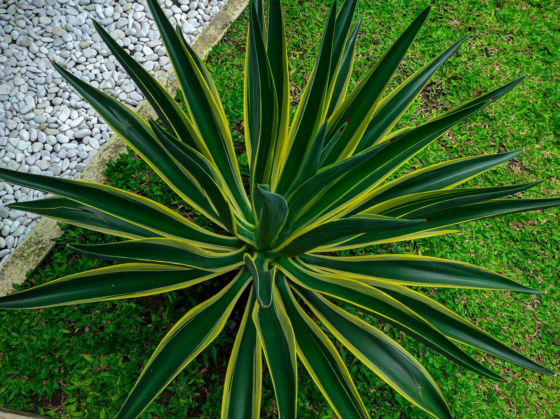 smooth agave low-maintenance gardens