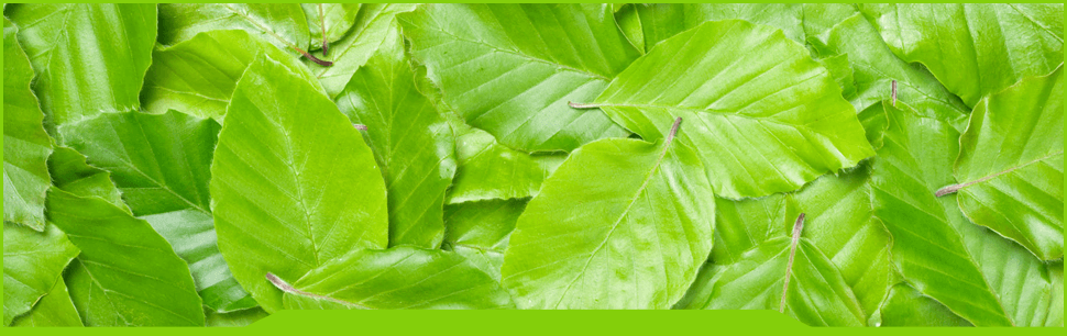 borders next to path