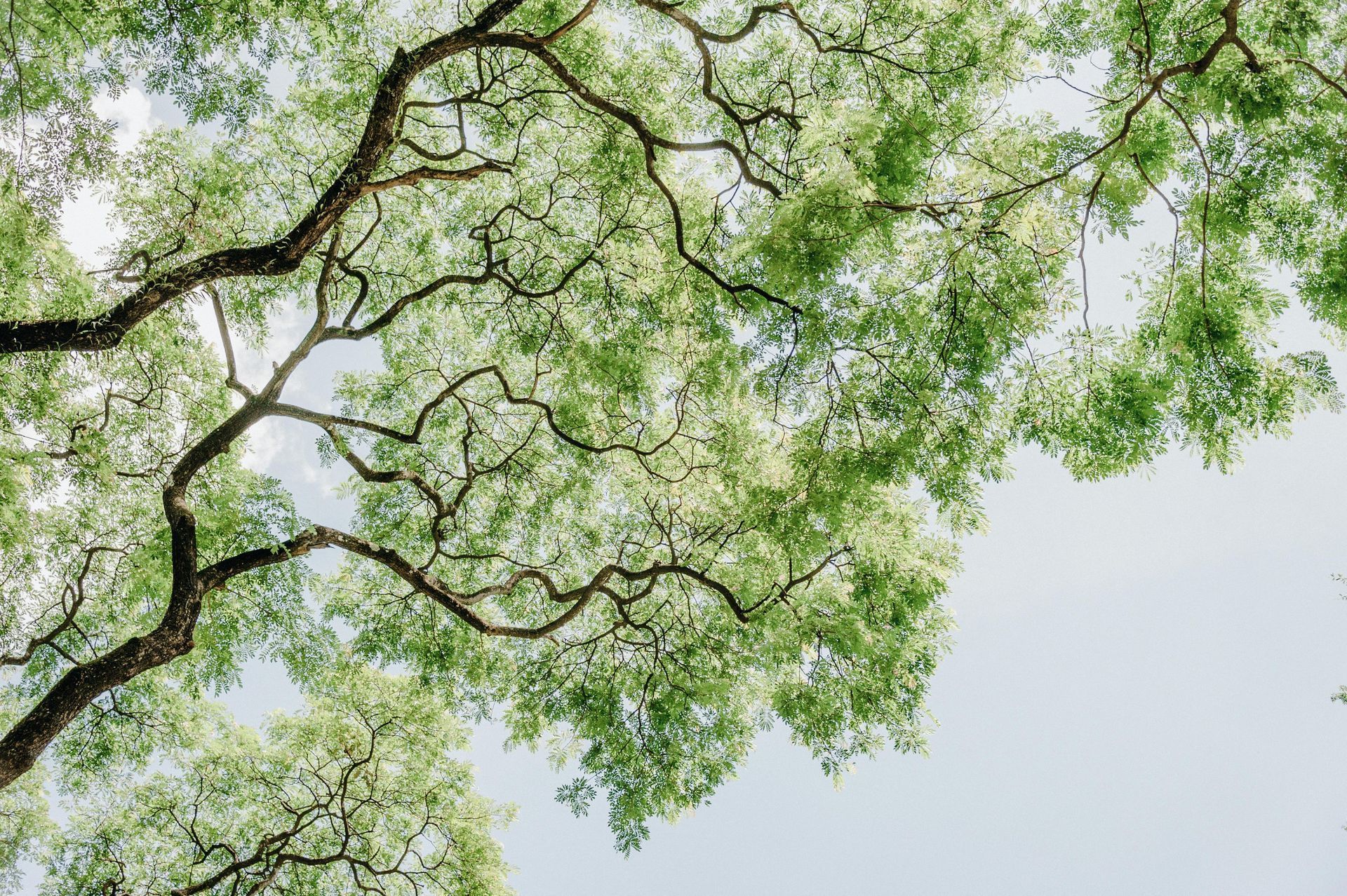 Looking up at a tree with lots of green leaves against a blue sky.