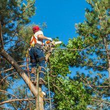 A man is cutting a tree with a chainsaw.