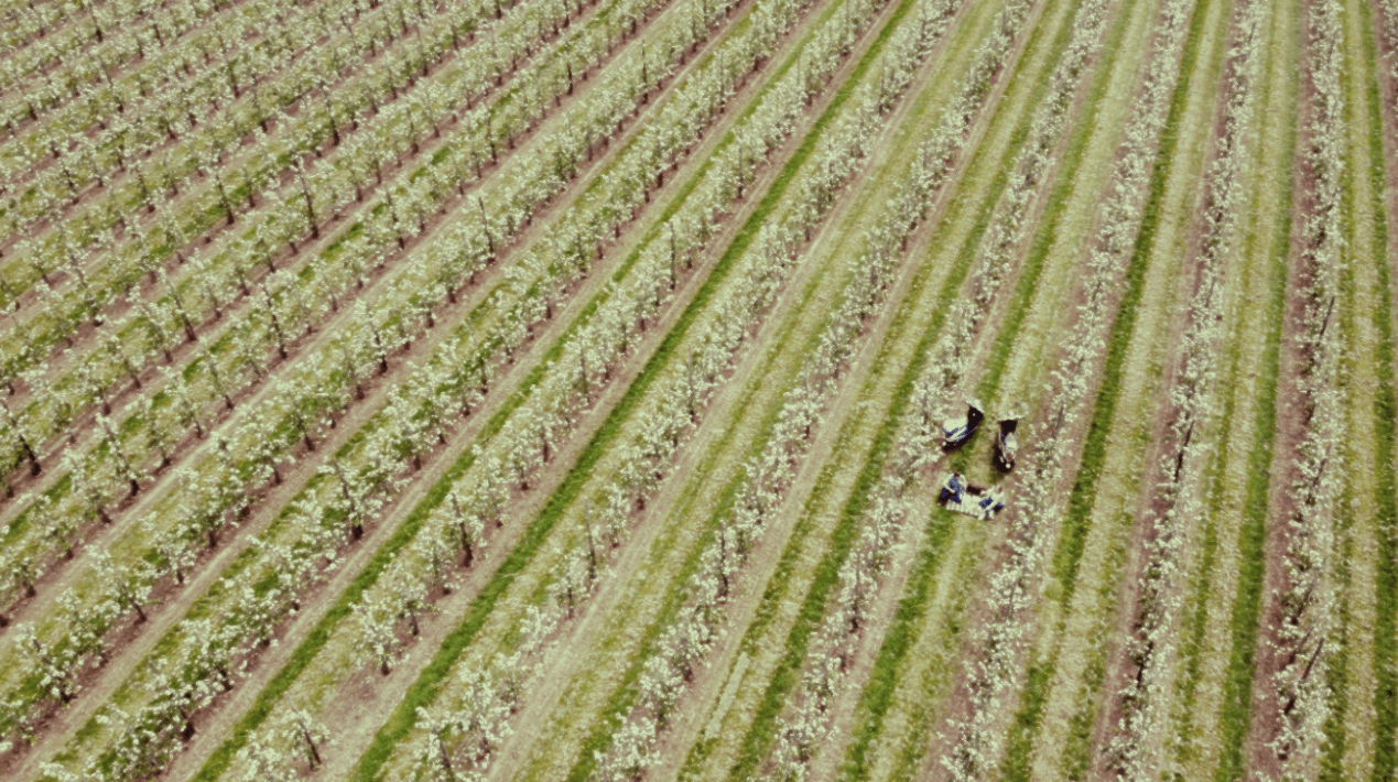 vespa experience haspengouw velden fruitplantages
