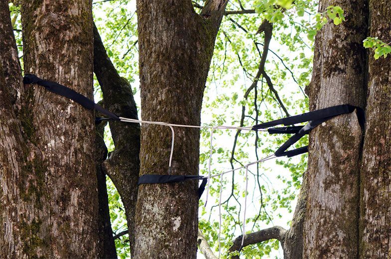 A slackline rigged between three trees using black straps and white webbing.