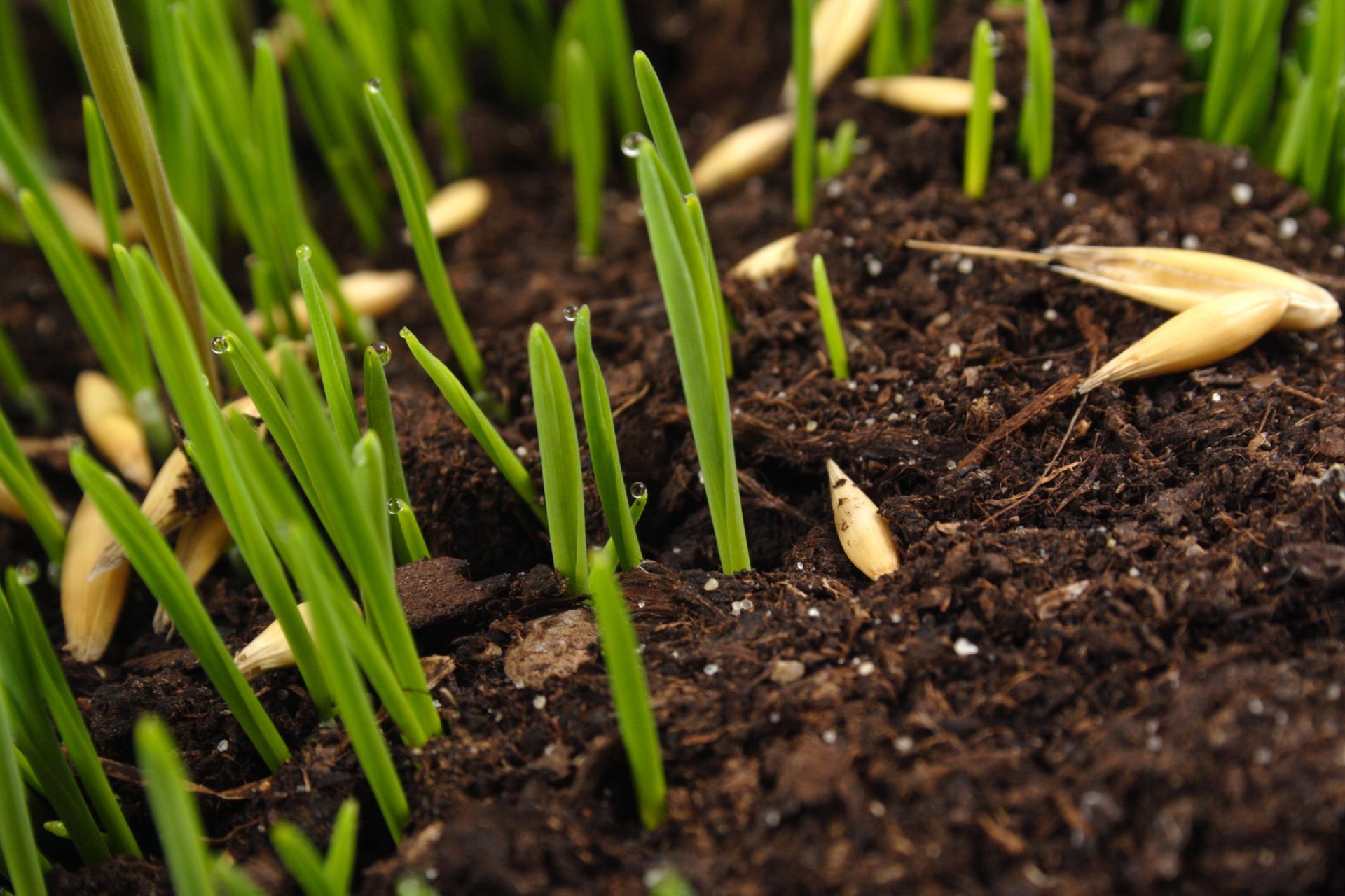 New grass emerging from soil