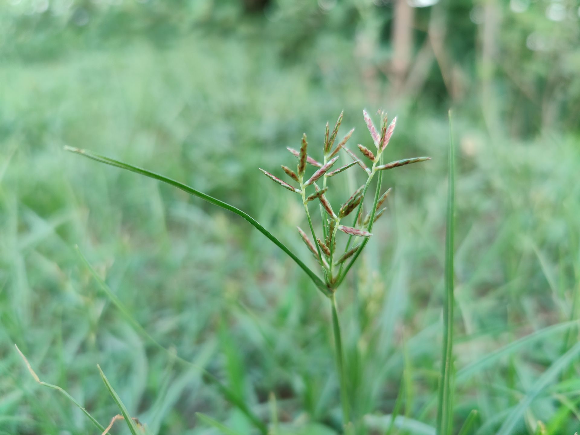 Nutsedge can quickly take over healthy turf in Georgia lawns.