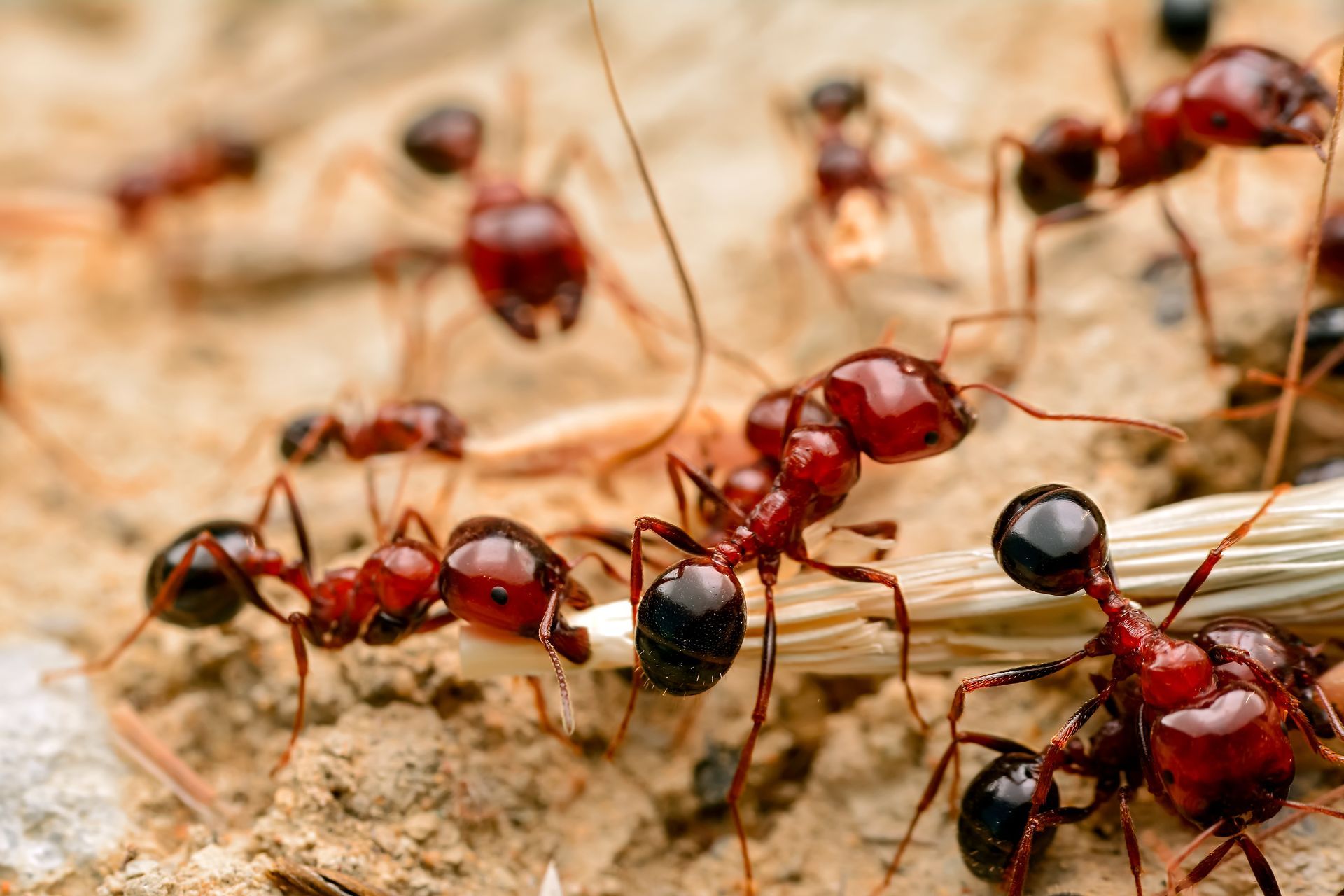 Red imported fire ants (RIFAs)