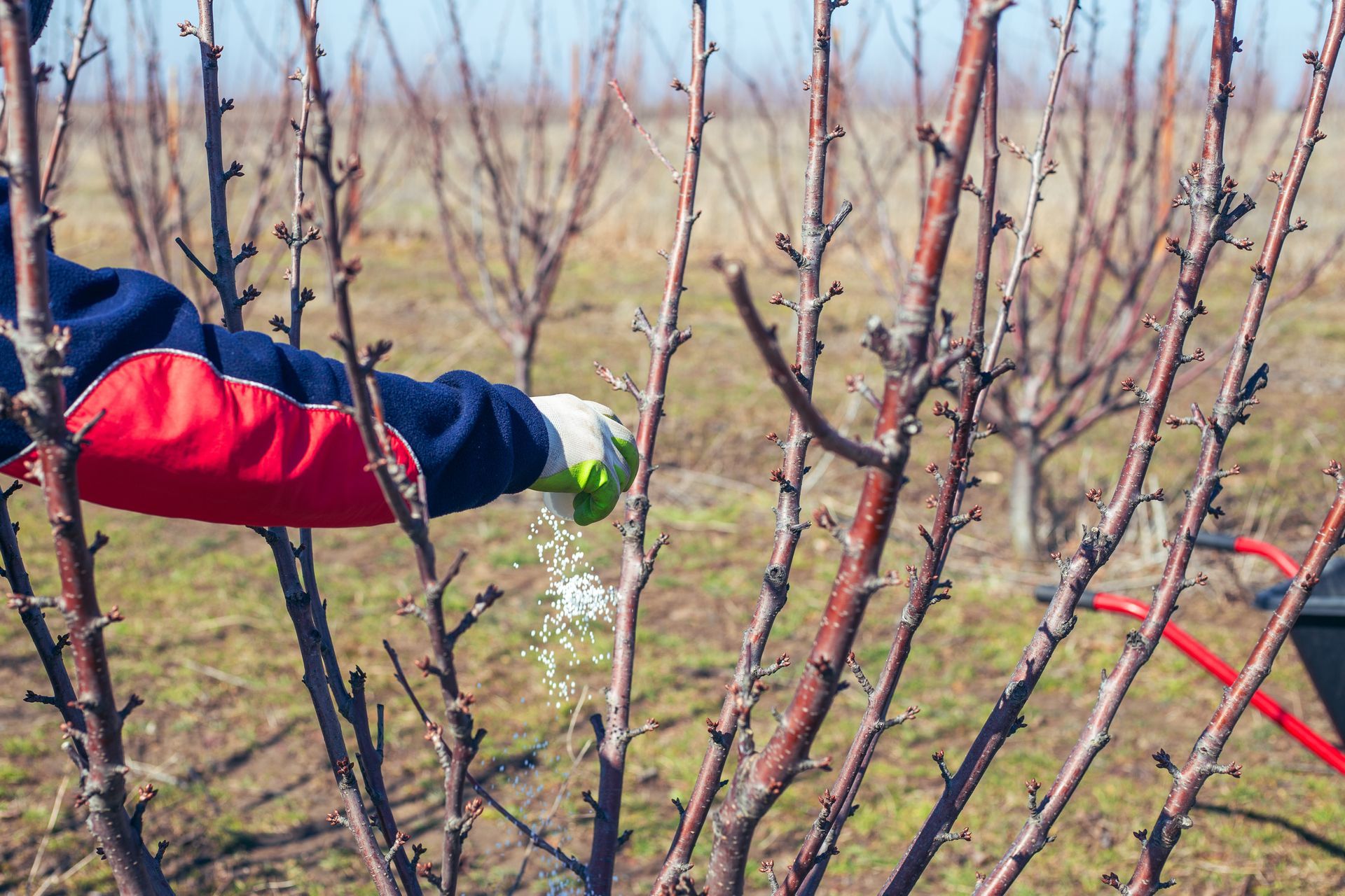 Person applying granular fertilizer to bare fruit trees in an orchard during early growth season.